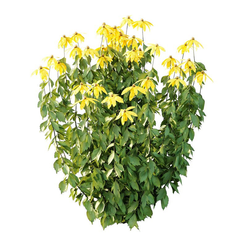 Rudbeckia laciniata Plant 02 - Image 3