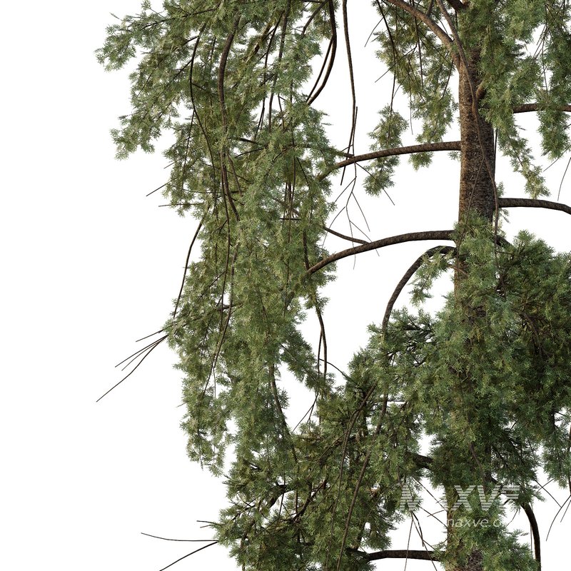 Chamaecyparis thyoides Tree006 - Image 2