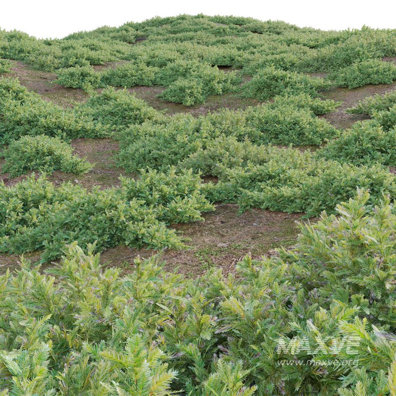 Juniperus procumbens – Garden Juniper 01 - Image 3