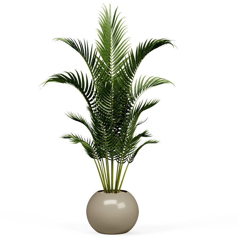 Indoorplants-153 - Image 4