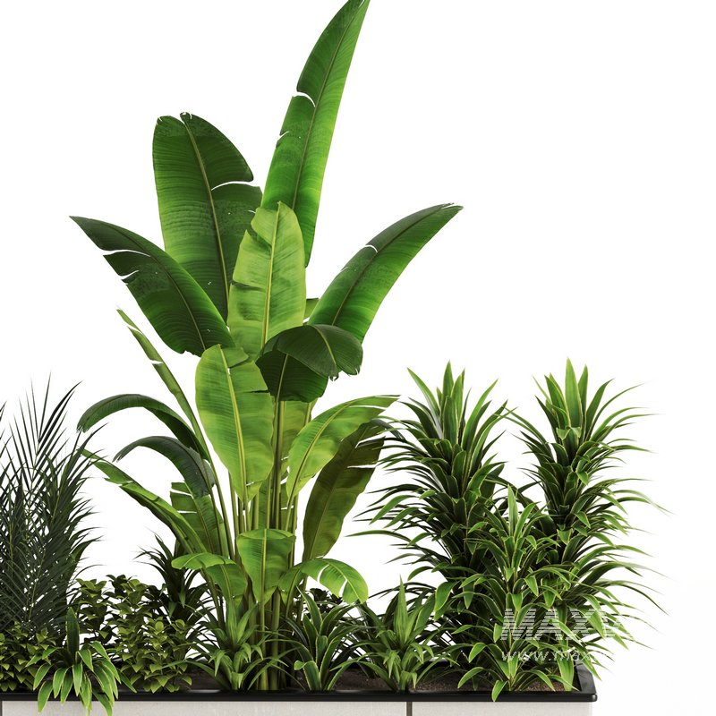 Indoorplants-Plants in Boxset150 - Image 4