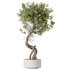 AV Indoor plants set 145 Olive Artificial Olivo Olea Tree - Thumbnail 2