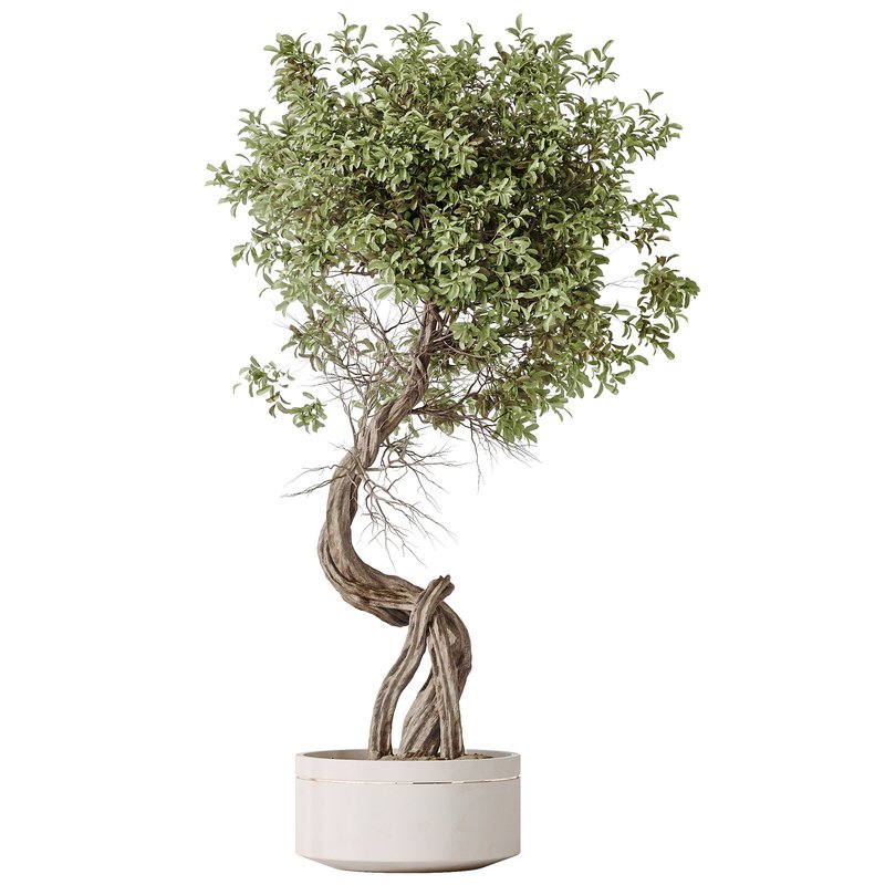 AV Indoor plants set 145 Olive Artificial Olivo Olea Tree - Image 2