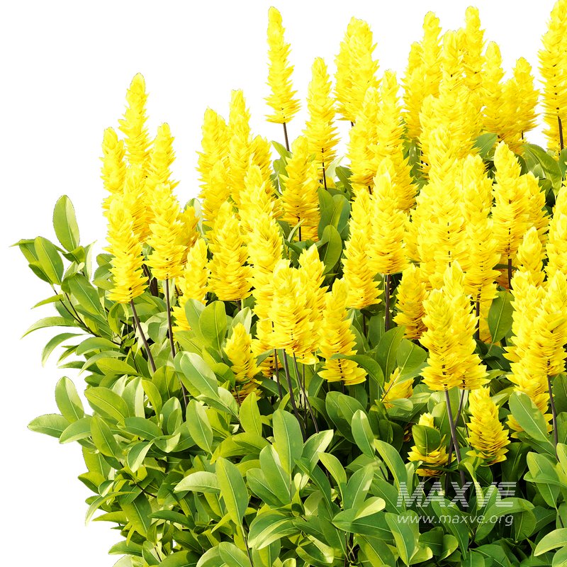 Argyrocytisus battandieri 09 - Image 2