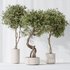 AV Indoor plants set 145 Olive Artificial Olivo Olea Tree - Thumbnail 3