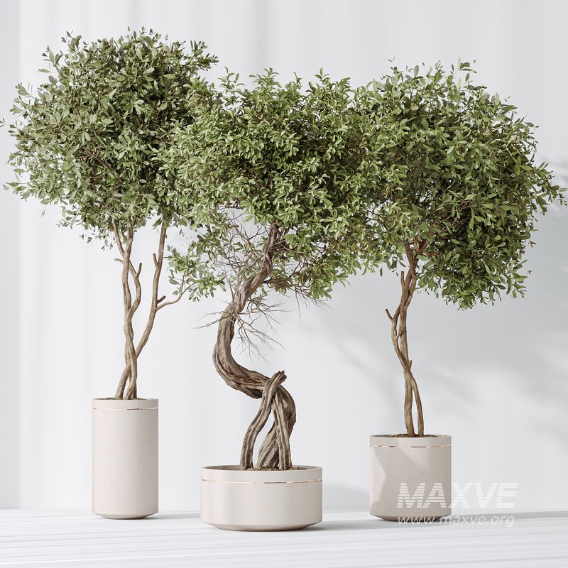 AV Indoor plants set 145 Olive Artificial Olivo Olea Tree - Image 3
