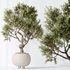 AV Indoor plants set 138 Ficus Retusa Microcarpa Bonsai Ginseng - Thumbnail 6