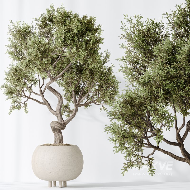 AV Indoor plants set 138 Ficus Retusa Microcarpa Bonsai Ginseng - Image 6