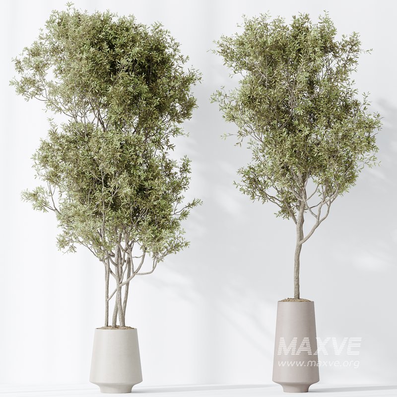 AV Indoor plants set 131 Mission Kalamata Leccino Arbequina Wilsonii Chemlali Olive - Image 5