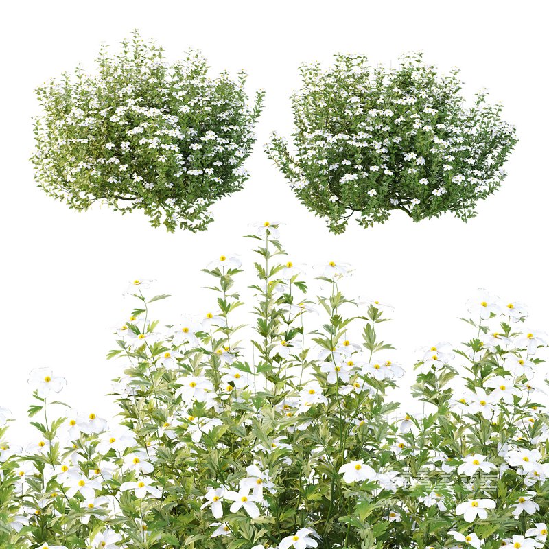 romneya coulter Plant 07 -2 Model - Image 1