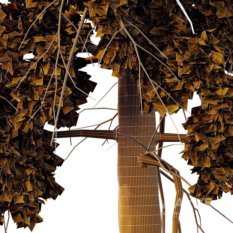 Chamaecyparis thyoides Tree006 - Image 4