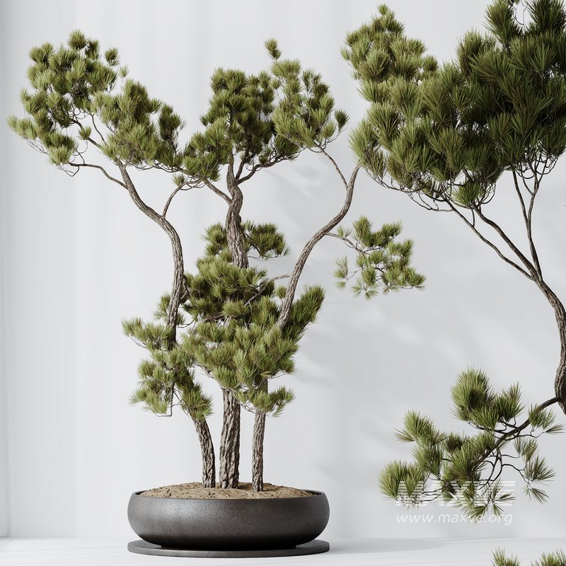 AV Indoor plants set 135 Bonsai Pinus Pentaphylla Thunbergii - Image 4