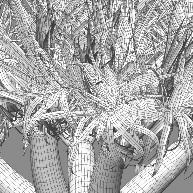 Dracaena Draco-Canary Islands Dragon Tree - Image 4