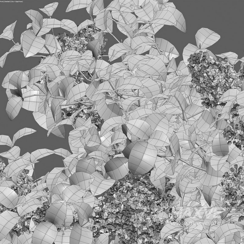 Syringa vulgaris – Common Lilac 01 - Image 5