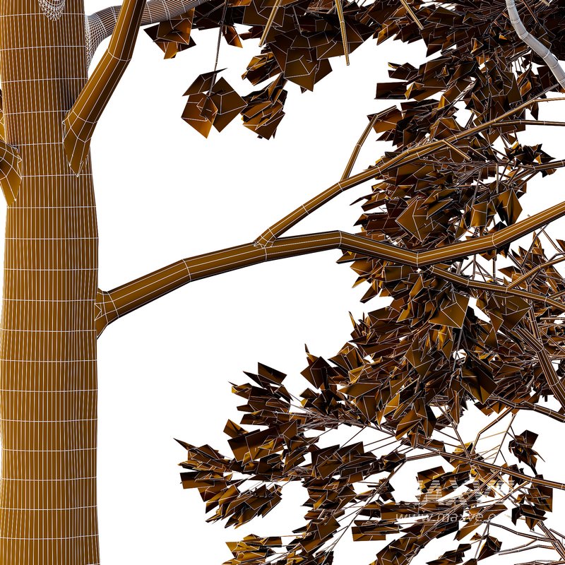 Chamaecyparis thyoides Tree003 - Image 2