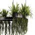 Indoorplants-Hanging plants set-84 - Thumbnail 6