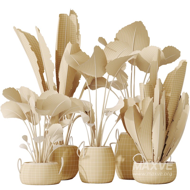 AV Indoor plants set 130 Ravenala Banana Strelitzia Nicolai Bird Of Paradise - Image 6