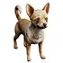 Chihuahua - Thumbnail 3