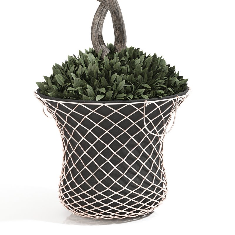 olive plant in pot - Image 1