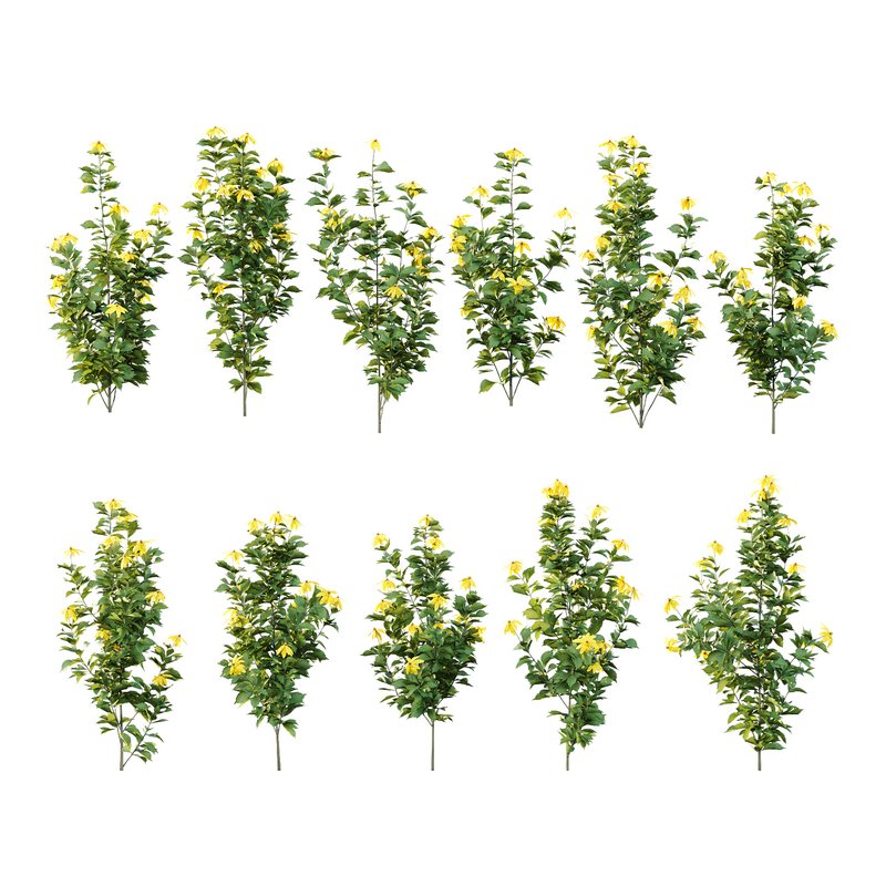 Rudbeckia laciniata Plant 04 -11 Plants - Image 4