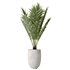 AV Indoor plants set 141 Beech Olea Europaea Olive and Aloifolia Rostrata Palm and Cyara Areca Palm - Thumbnail 5