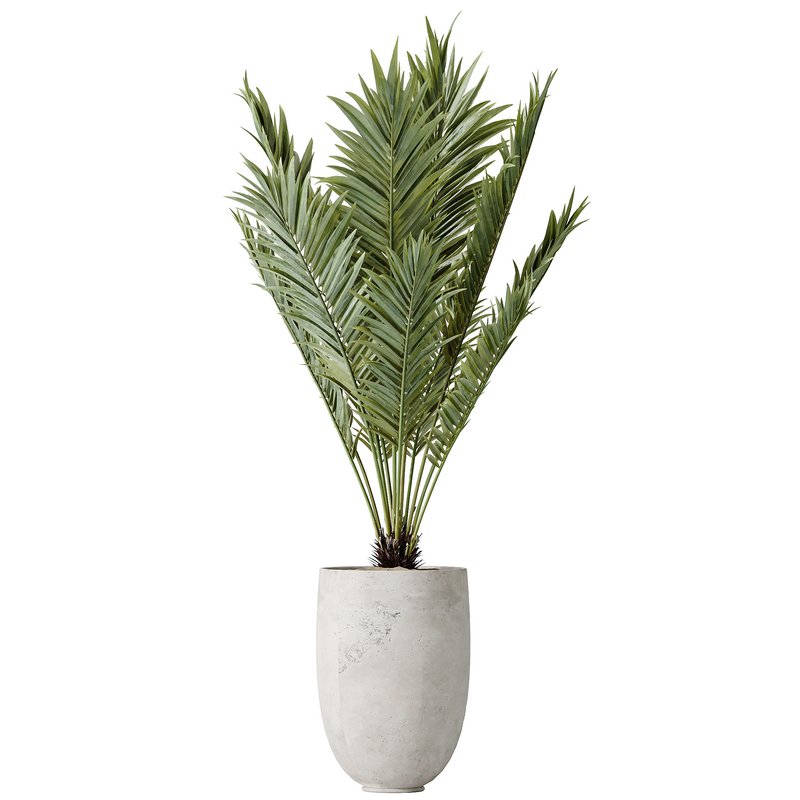 AV Indoor plants set 141 Beech Olea Europaea Olive and Aloifolia Rostrata Palm and Cyara Areca Palm - Image 5