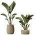 AV Indoor plants set 146 Ravenala Banana Strelitzia Nicolai Bird Of Paradise - Thumbnail 1