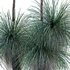 Xanthorrhoea Arborea - Thumbnail 2