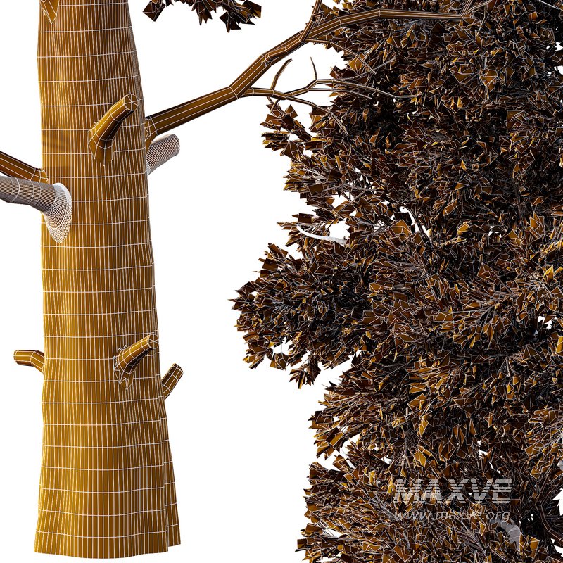 Chamaecyparis thyoides Tree002 - Image 2