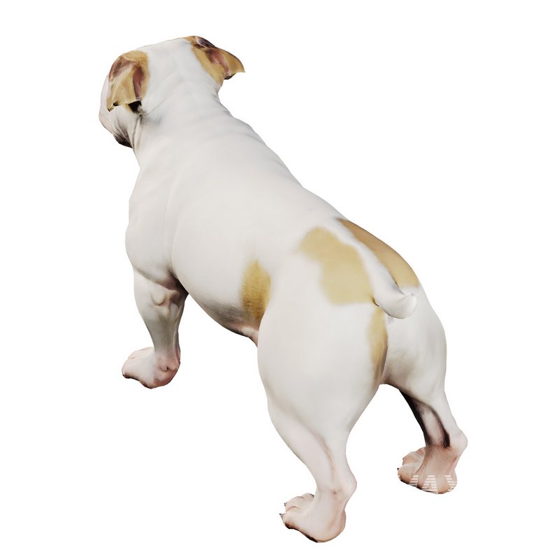Bulldog - Image 2