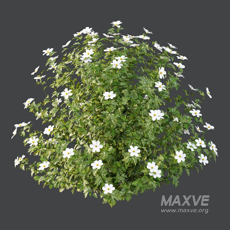 romneya coulter Plant 04 -3 Model - Image 4