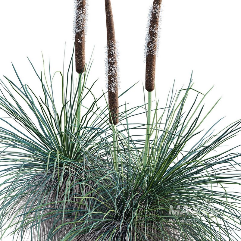 Xanthorrhoea Arborea – Grass Tree – 02 - Image 2
