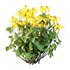 Rudbeckia laciniata Plant 01 - Thumbnail 3