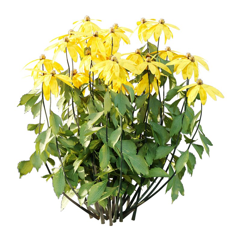 Rudbeckia laciniata Plant 01 - Image 3