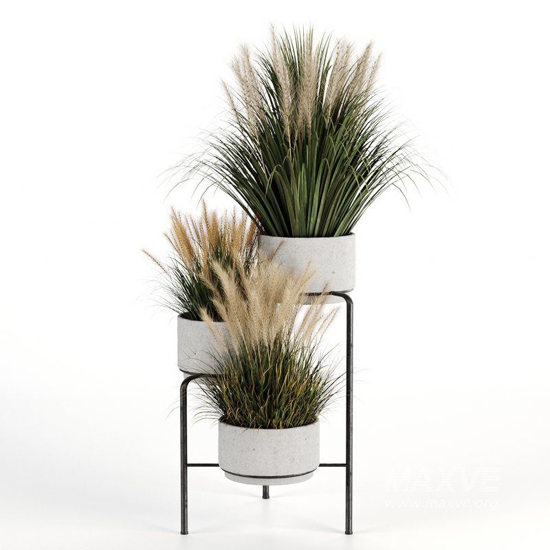 Outdoorplants-Dried And Pampass set-34 - Image 2