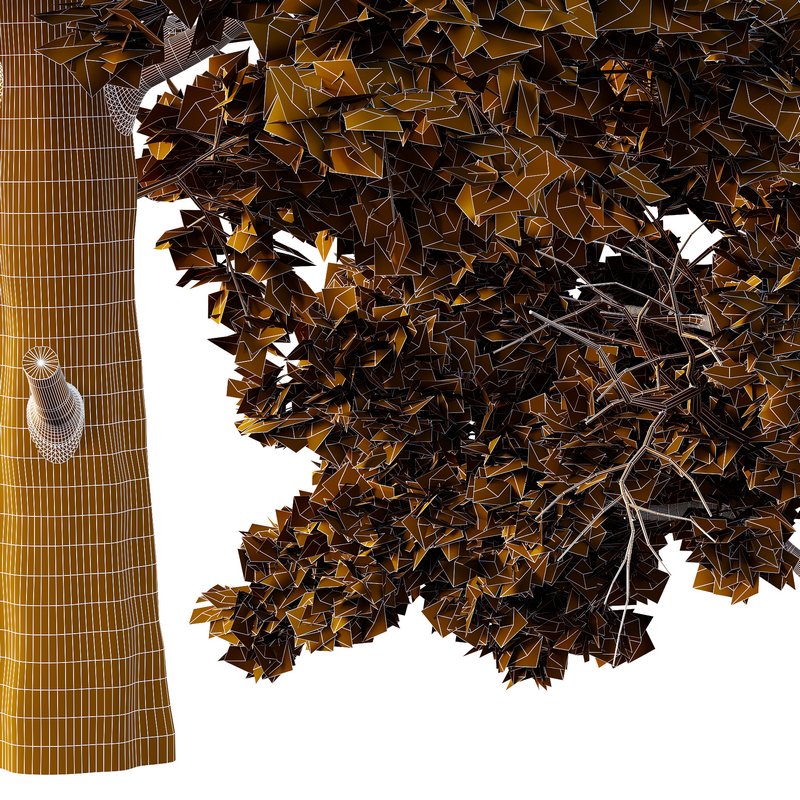 Chamaecyparis thyoides Tree004 - Image 4