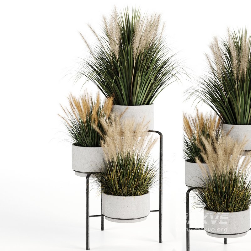 Outdoorplants-Dried And Pampass set-34 - Image 4