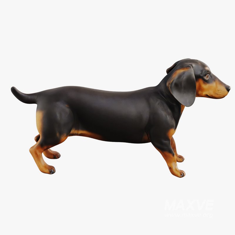 dachshund - Image 1