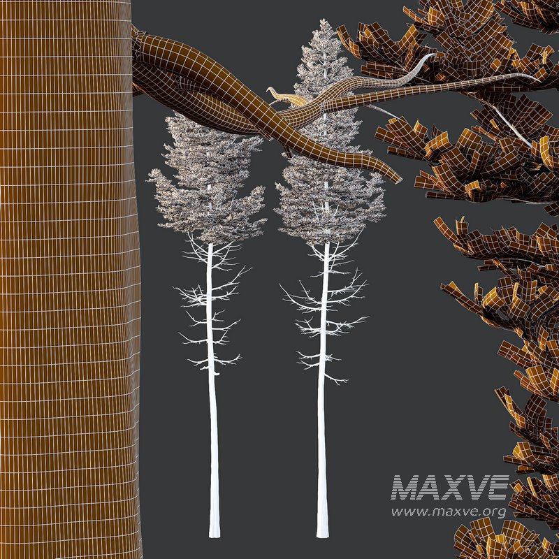 spruce tree14 - Image 2