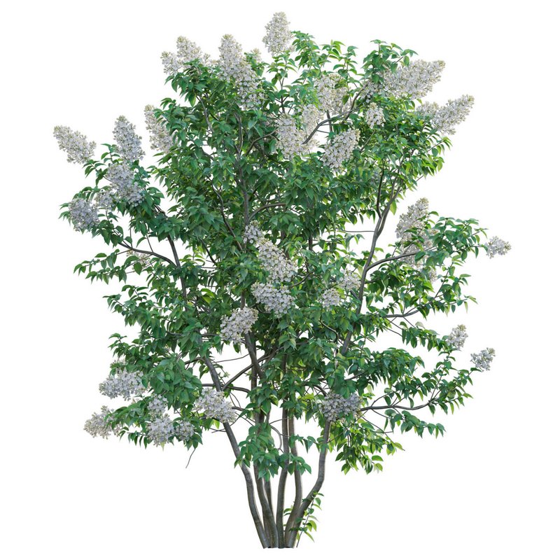 Syringa vulgaris – Common Lilac 03 - Image 2