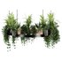 Indoorplants-Hanging plants set-83 - Thumbnail 3