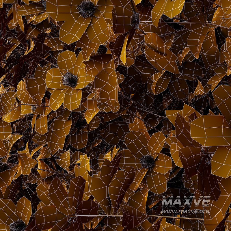 romneya coulter Plant 05 - Image 3