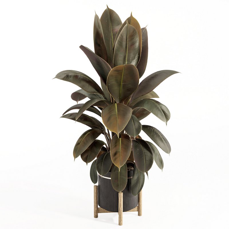 Rubber Plant with Modern Wooden Stand - Image 1