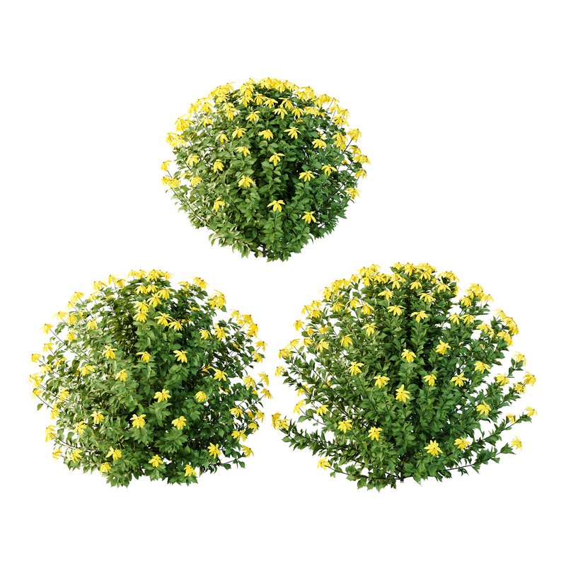 Rudbeckia laciniata Plant 05 -3 Plants - Image 1