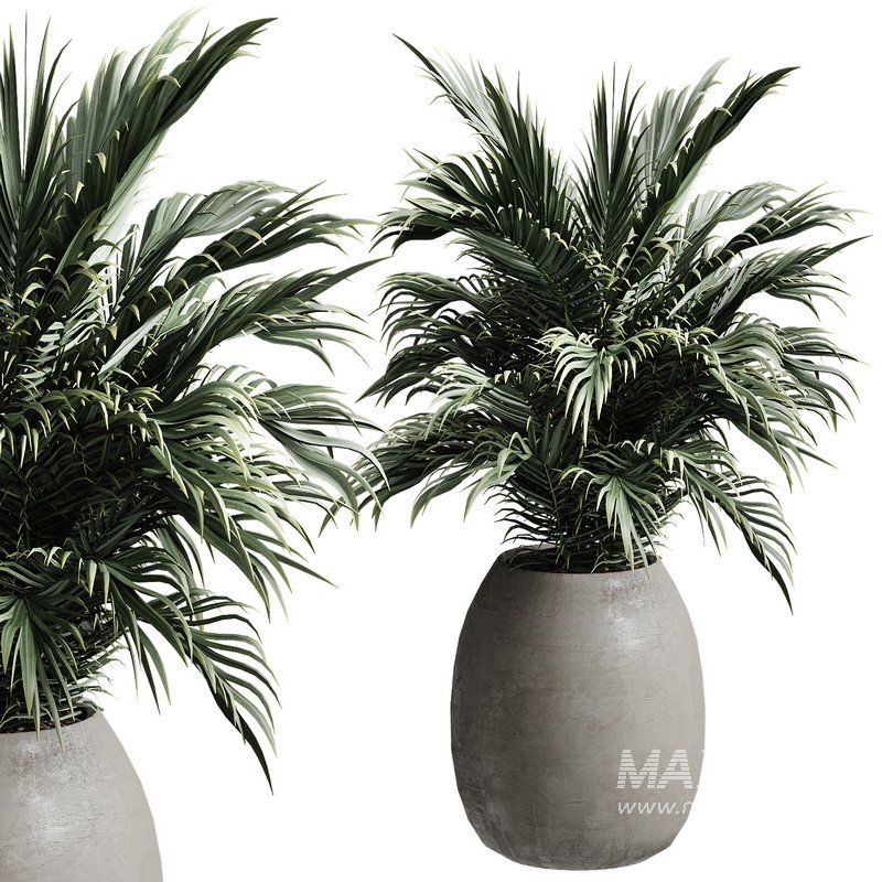 Outdoor Plant 37 - Image 2