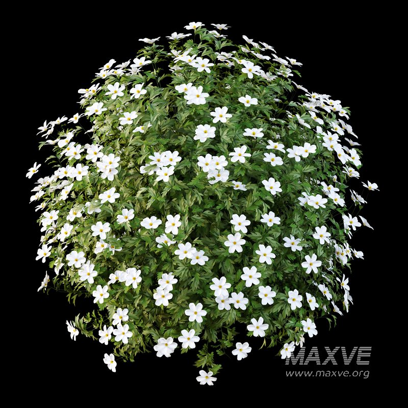 romneya coulter Plant 04 -3 Model - Image 6