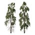 Chamaecyparis thyoides Tree006 - Thumbnail 1
