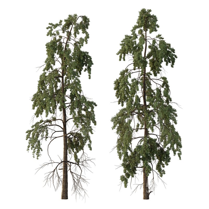 Chamaecyparis thyoides Tree006 - Image 1