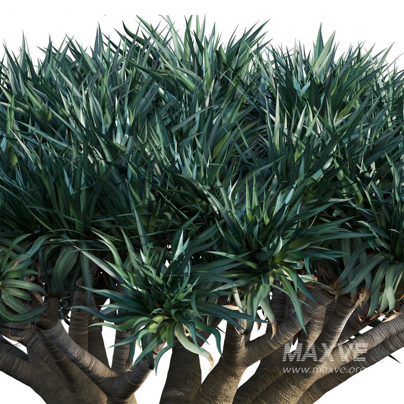Dracaena Draco-Canary Islands Dragon Tree - Image 3