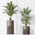 AV Indoor plants set 129 Beech Olea Europaea Olive and Lutescens Areca Palm and Paradise Kentia Everlasting and Yucca Aloifolia - Thumbnail 6